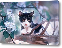  котенок в цветущем саду
