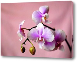    Орхидея розовая