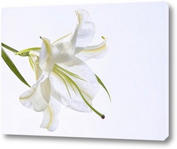    Белая лилия