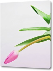   Постер тюльпан на белом фоне