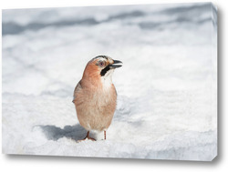    Close-up of an Eurasian Jay (Garrulus glandarius) on a tree in winter