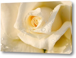  Beautiful red rose flower, closeup.	