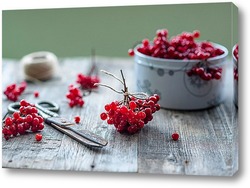  Cherry on a white background