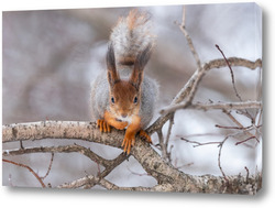    Red squirrel sitting on a tree branch in winter forest and nibbling seeds on snow covered trees background.