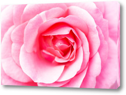   Постер Макросъемка красной розы крупным планом