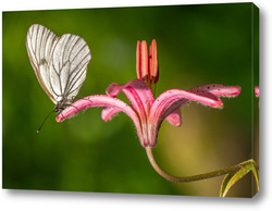  Бабочка на цветке