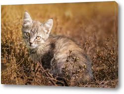  Gray striped cat walks on a leash on green grass outdoors..