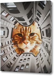   Постер Двор-котик. Питер. 