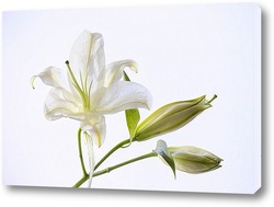   Постер Белая лилия