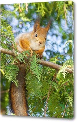  Red squirrel sits in the grass..	