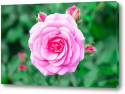    Pink roses in the garden. Floral summer background..