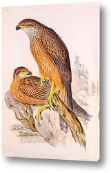   Постер Птицы Австралии