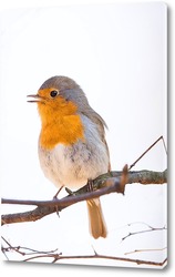  village swallow on the fence..