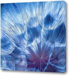  Dandelion seed pod in a beautiful background