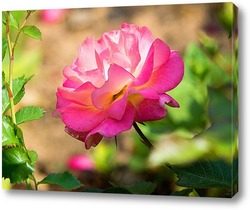    Розовая роза