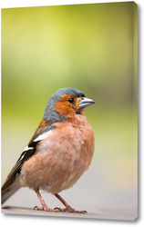    Portrait of a finch on the road