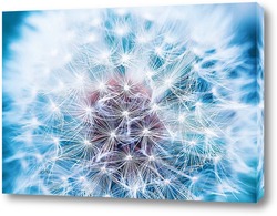  Dandelion seed pod in a beautiful background