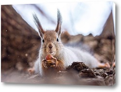  Red squirrel sitting on a tree branch in winter forest and nibbling seeds on snow covered trees background.