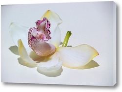    Цветок орхидеи
