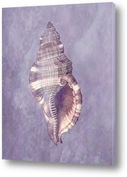  shell006