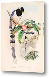   Постер Птицы Азии