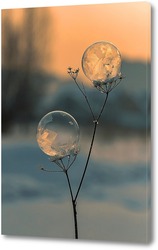    Замёрзшие мыльные пузыри
