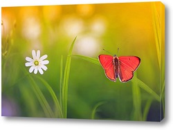  Butterfly on blossom flower in green nature.