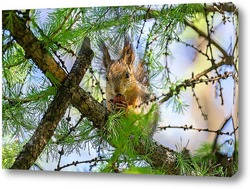  Red squirrel sitting on a tree branch in winter forest and nibbling seeds on snow covered trees background.