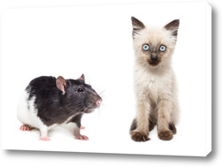    Animals on isolated white background