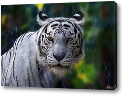   Постер Белый тигр