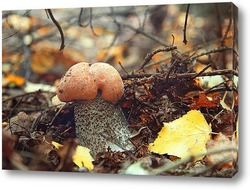  Amanita muscari, fly agaric beautiful red-headed hallucinogenic toxic mushroom.