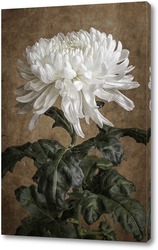   Постер Белая хризантема