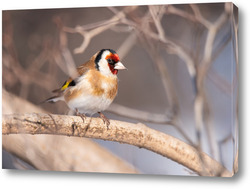    Goldfinch, Carduelis carduelis, perched on wooden perch with blurred natural background