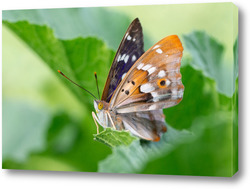    European peacock butterfly (Aglais io). Copy space.