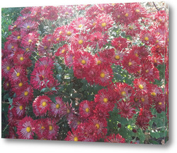   Постер Хризантемы зацвели