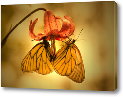  Бабочка на колосе растения с каплями росы