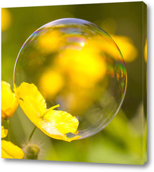    Мыльный пузырь на цветке