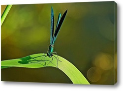  Червонец непарный (Lycaena dispar)