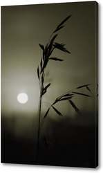   Постер Колос травы на закате солнца