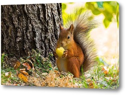  Red squirrel sits in the grass.