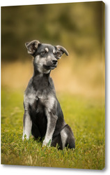  Russian piebald hound. Portrait of a dog with red spots on a background of a winter forest.