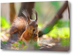  Squirrel in the autumn park.	