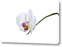   белая орхидея