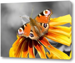   Постер Бабочка на желтом