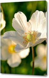    Белый цветок