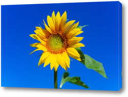  Sunflower field landscape