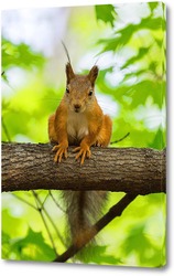  Red squirrel sitting on a tree branch in winter forest and nibbling seeds on snow covered trees background.