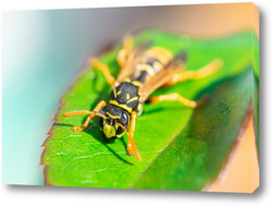   Постер The wasp is sitting on green leaves. The dangerous yellow-and-black striped common Wasp sits on leaves	