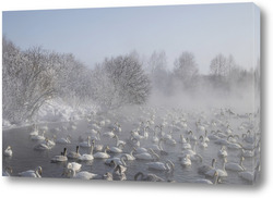   Постер Лебеди на озере на Алтае