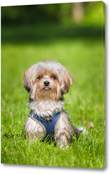  Miniature Dachshund standing in long grass	